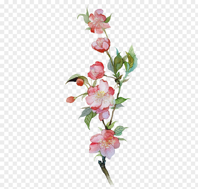 Vector Flower Malus Spectabilis Watercolor Painting Illustration PNG