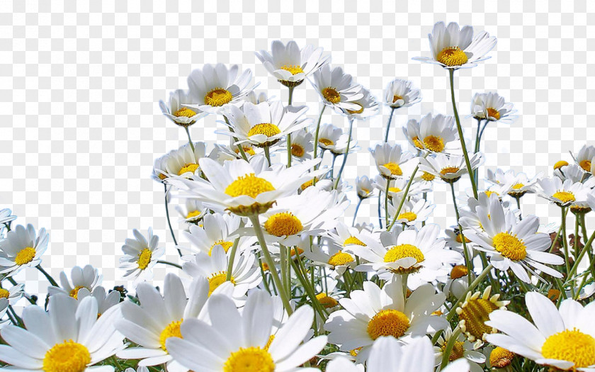 Camomile Flower Nature Desktop Wallpaper Common Daisy PNG
