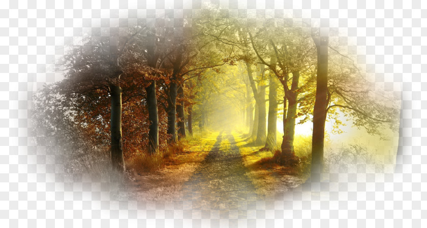 Forest Sunlight Desktop Wallpaper 1080p PNG