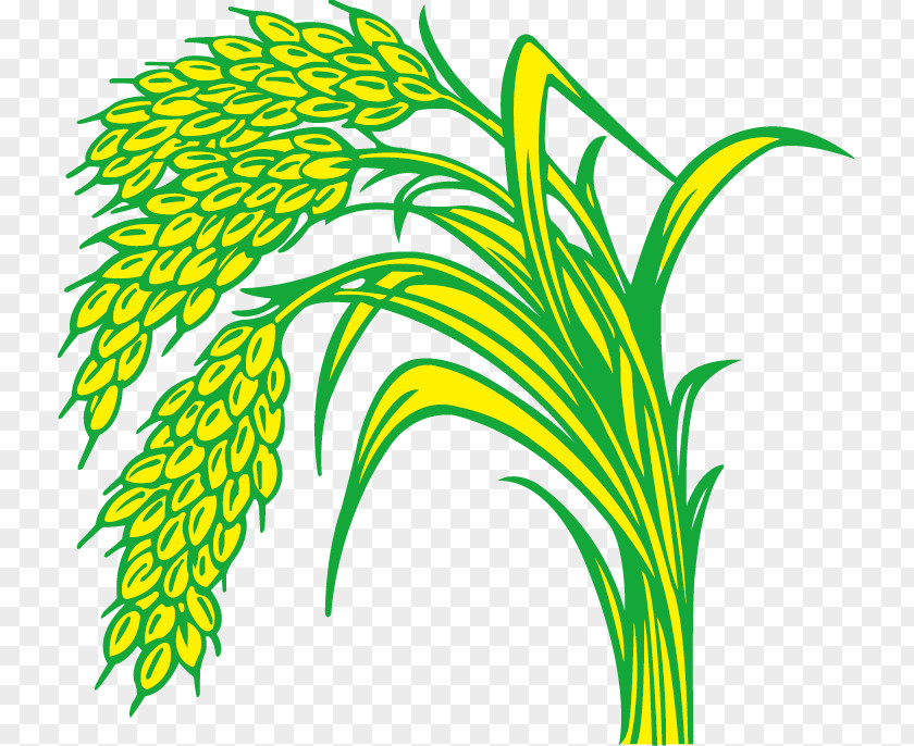 Paddy,Rice,Rice,Hedao,Rice Rice Paddy Field PNG