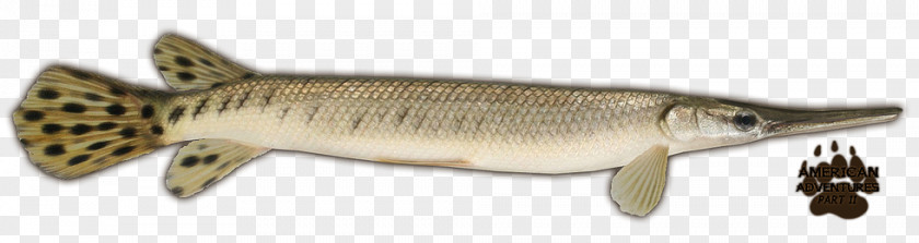 Shortnose Gar Longnose Animal Wiki PNG