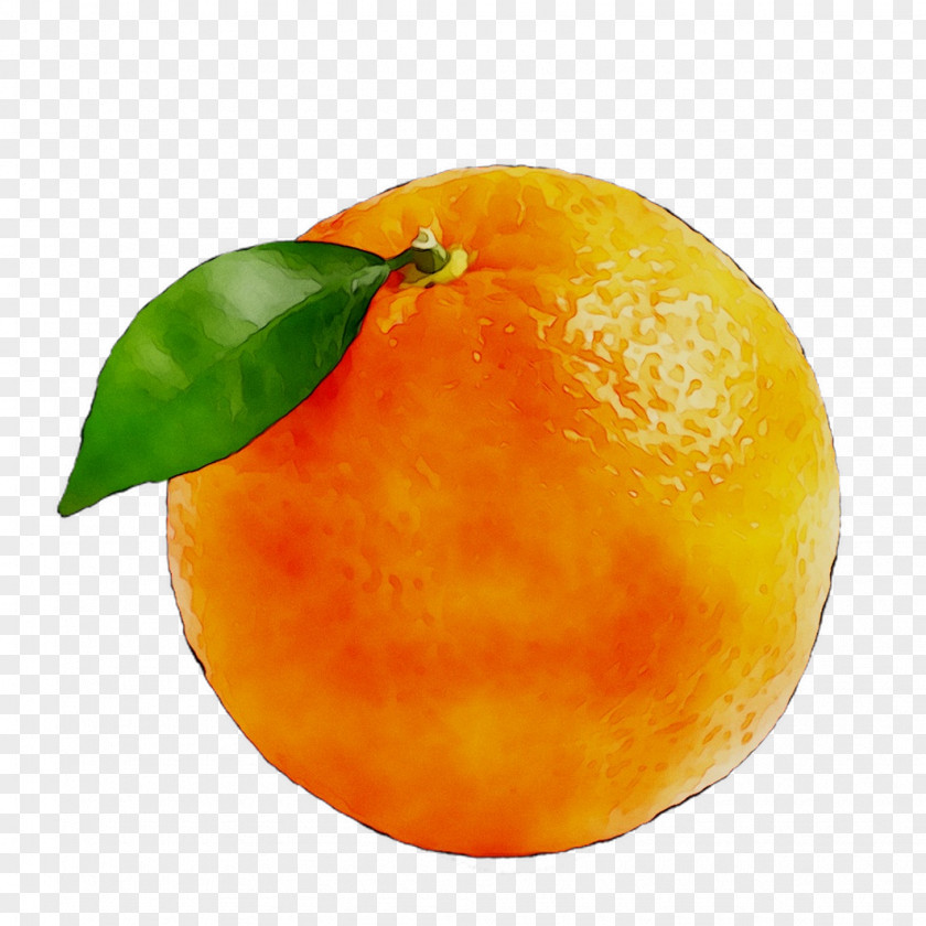 Clementine Mandarin Orange Tangerine Grapefruit Tangelo PNG