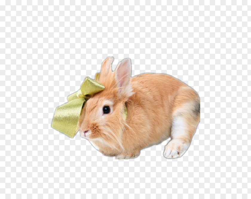 Cute Bunny Netherland Dwarf Rabbit Holland Lop Dutch PNG