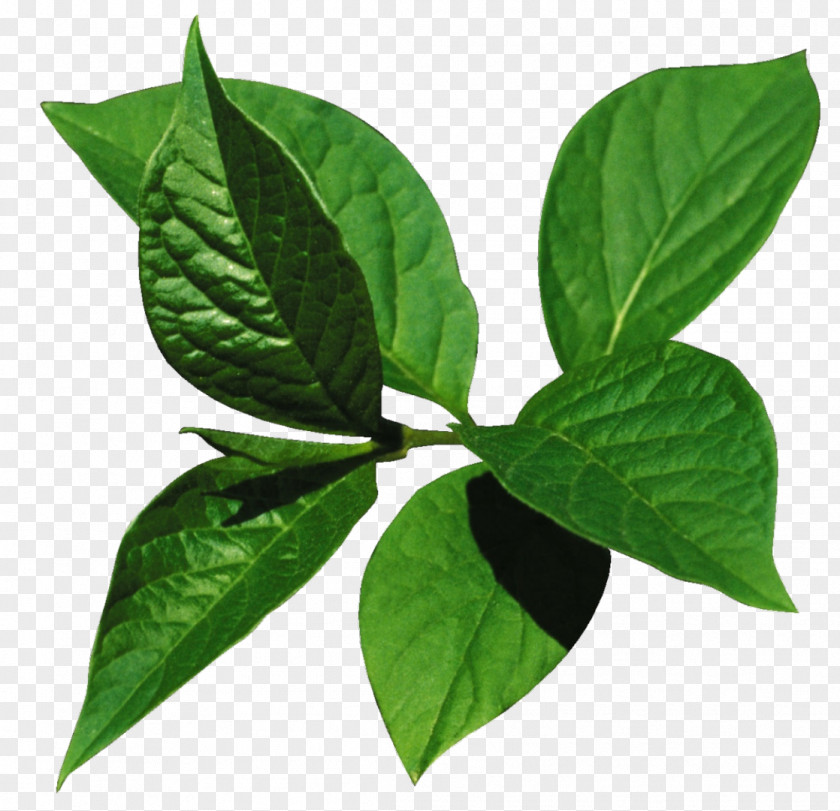 Green Leaves Leaf Digital Image Clip Art PNG