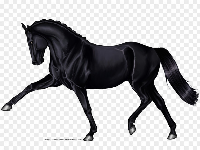 Horse Hanoverian Arabian Andalusian Black Drawing PNG