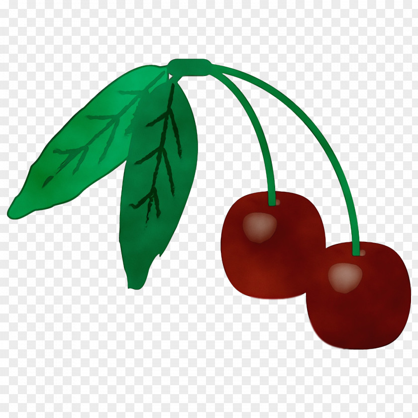 Leaf Cherry Plant Structure Biology Science PNG
