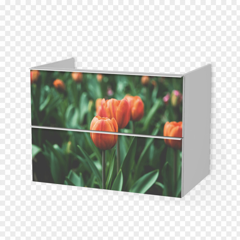 Tulip Material Desktop Wallpaper Laptop High-definition Television Environment Computers PNG