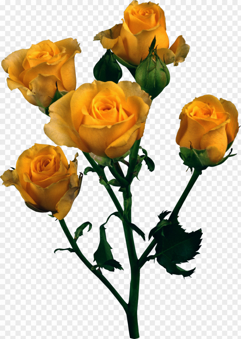 Yellow Rose Beach Garden Roses Clip Art PNG