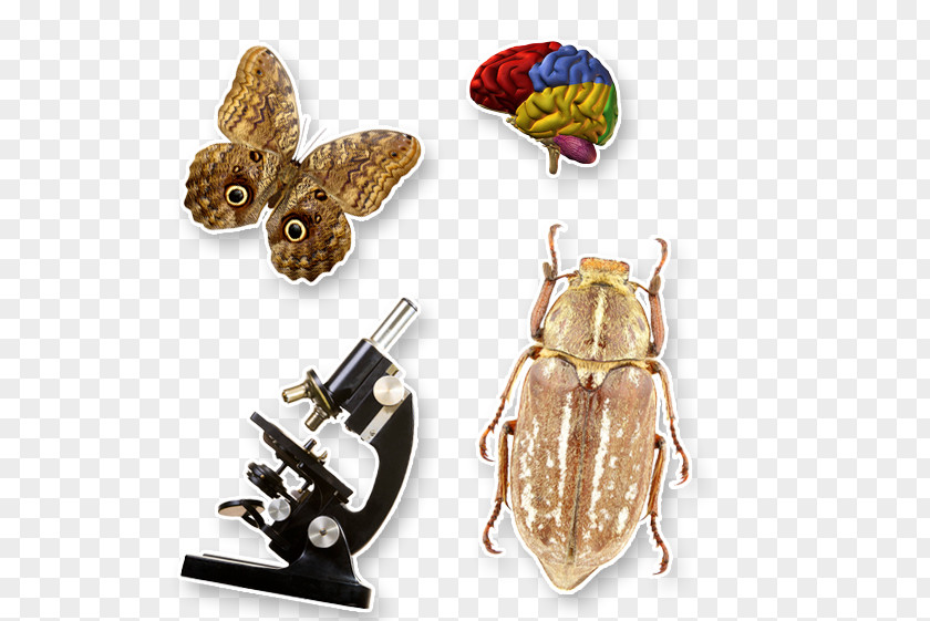 Biology Class Unified State Exam School Perm Insect PNG