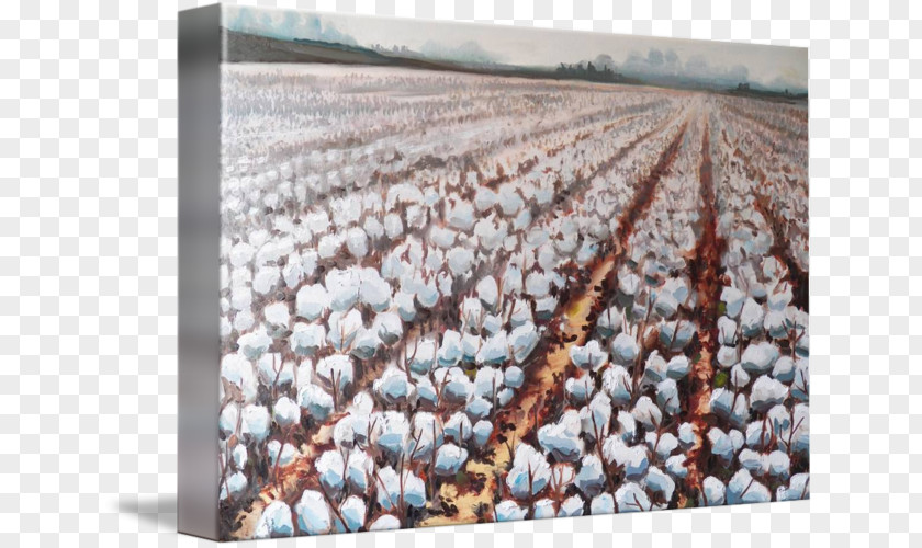 Cotton Fields Desktop Wallpaper Download PNG