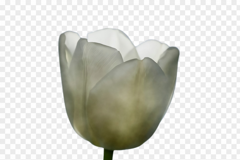 Herbaceous Plant Magnolia Family White Lily Flower PNG