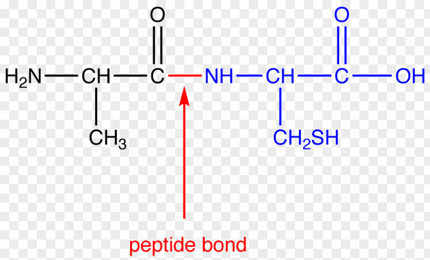 Peptide Bond Amino Acid N-terminus C-terminus PNG
