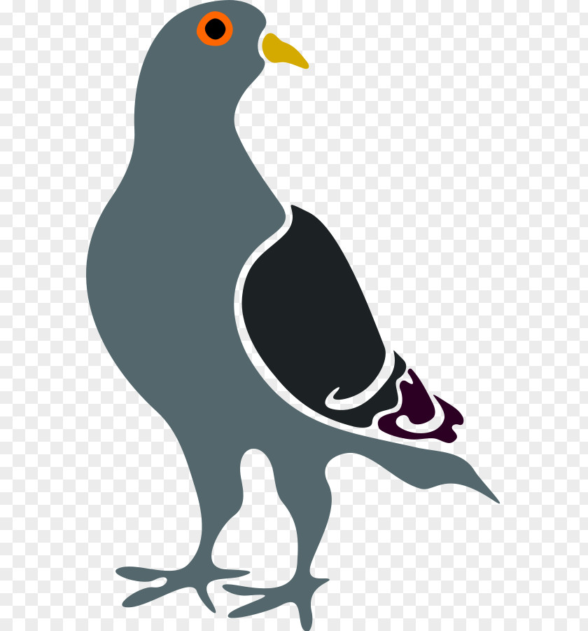Pigeon Cliparts Domestic Columbidae Google Search Engine Optimization PageRank PNG