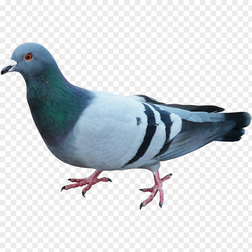 Pigeon Pigeons And Doves Homing English Carrier Bird Racing Homer PNG