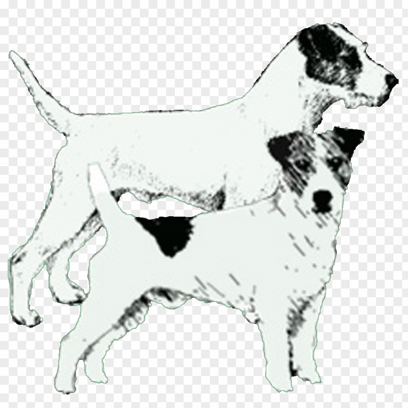 Russell Terrier Dog Breed Jack Parson Companion Sporting Group PNG