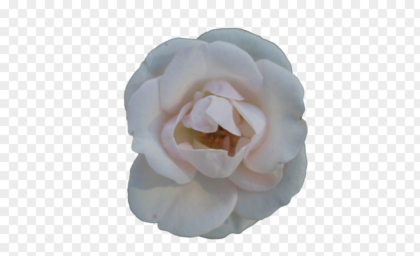 White Roses Centifolia Flower Garden PNG