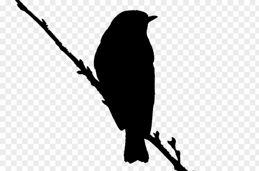 Beak Clip Art Fauna Silhouette PNG