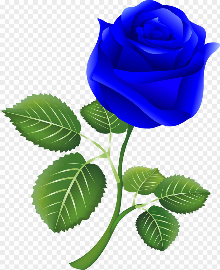 Blue Rose Garden Roses Centifolia Skin Exfoliation PNG