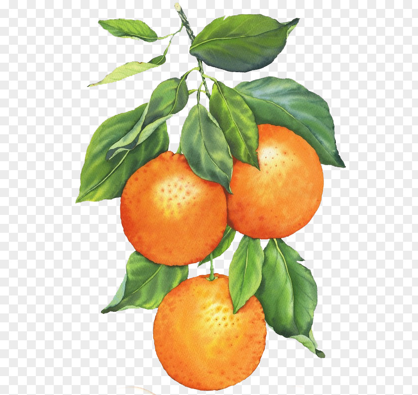 Painting Clementine Watercolor Mandarin Orange Art PNG