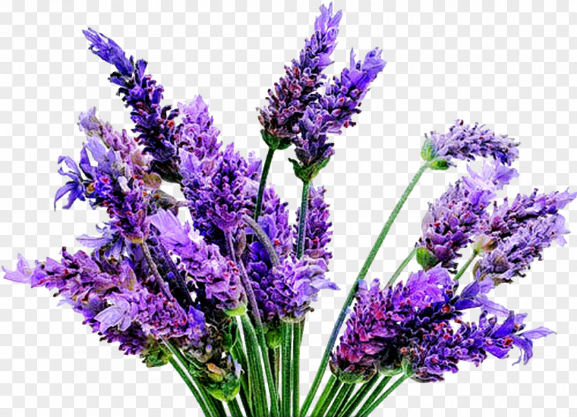 Plant English Lavender Lavandula Latifolia French Oil PNG