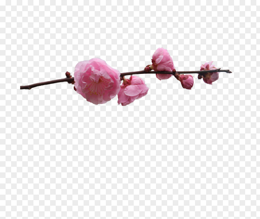 Plum Flower Blossom PNG