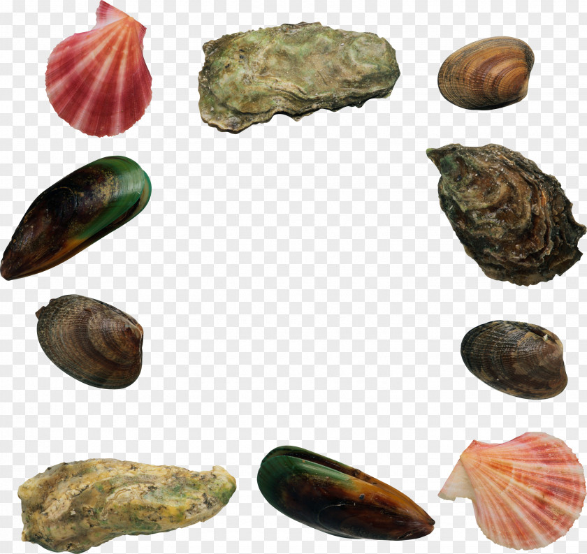 Heap Of Stones Mussel Seafood Scallop PNG