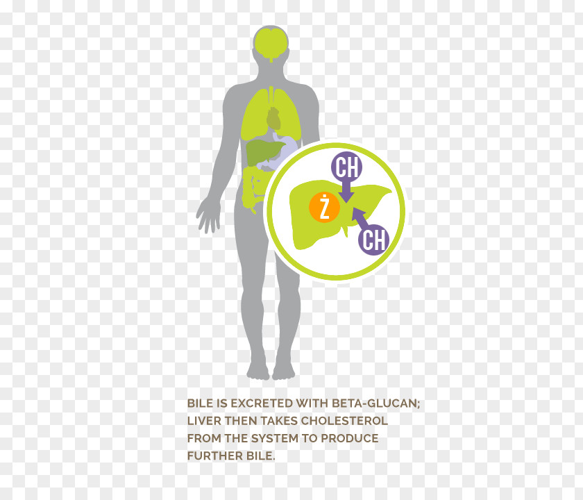 Hormone Secretion Beta-glucan Illustration Logo Poster PNG