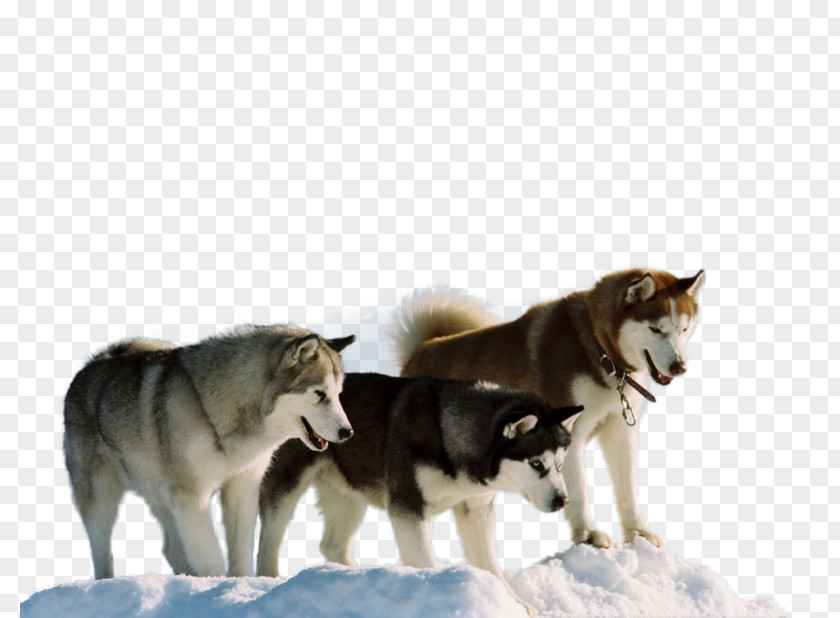 Husky Siberian Antarctic Jerry Shepard Film PNG