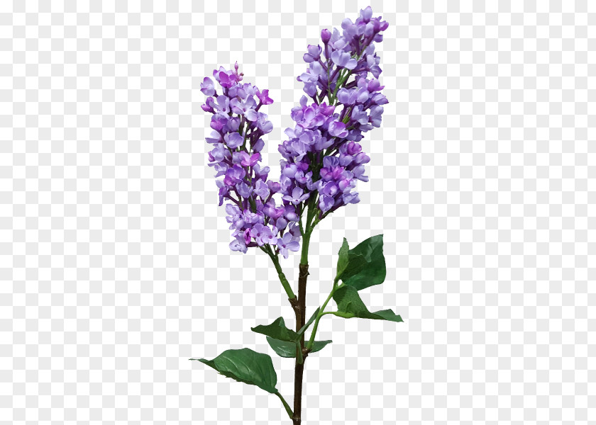 Lilac English Lavender Common Sage Catnips PNG