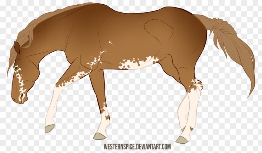 Mustang Foal Stallion Rein Colt PNG