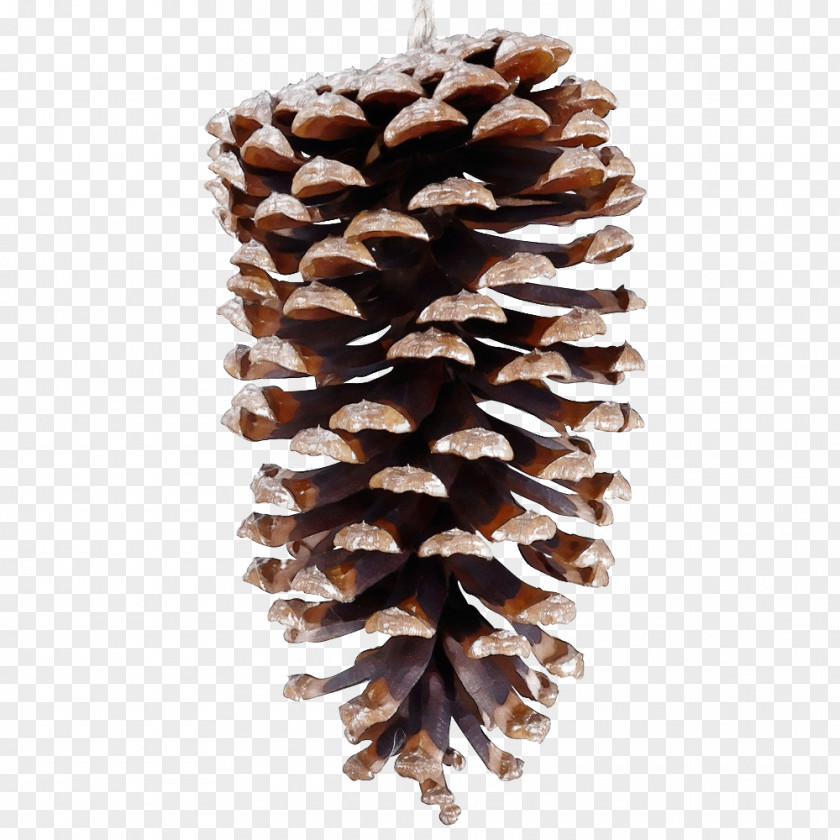 Pine Conifers Family PNG