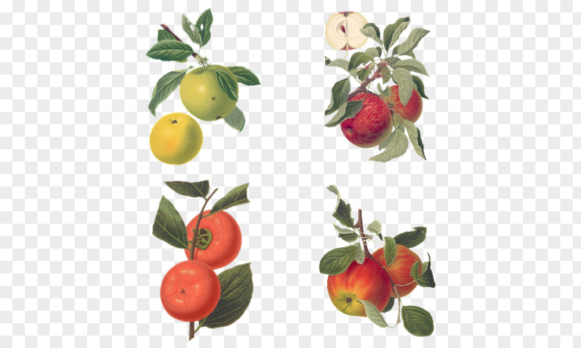 Apple Barbados Cherry Botany Botanical Illustration Drawing PNG