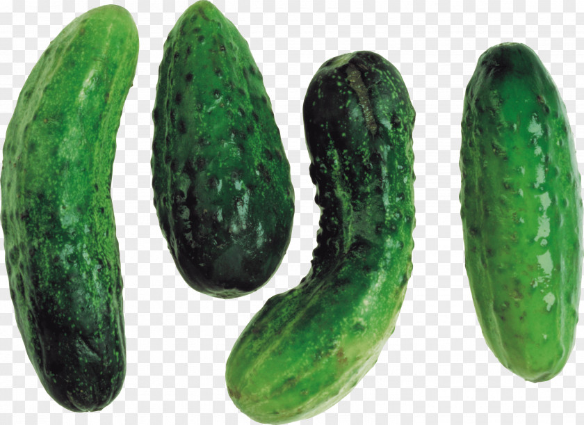 Cucumbers Image Cucumber Clip Art PNG