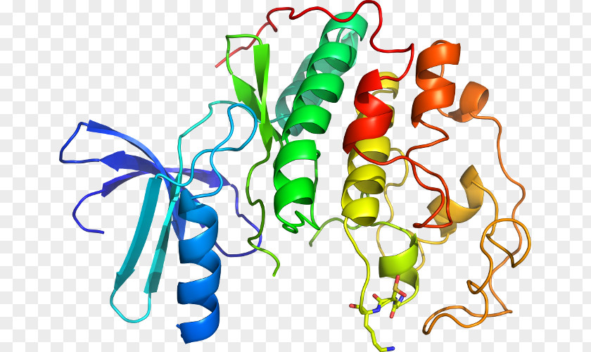 Cyclin-dependent Kinase 2 Protein PNG