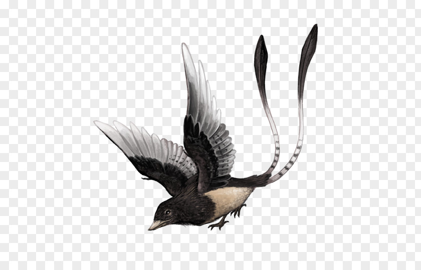 Dinosaur Confuciusornis Beak Hatzegopteryx Feilongus PNG