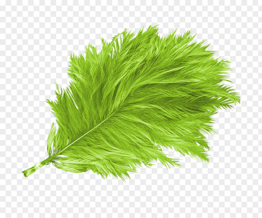 Feather Green Bird PNG