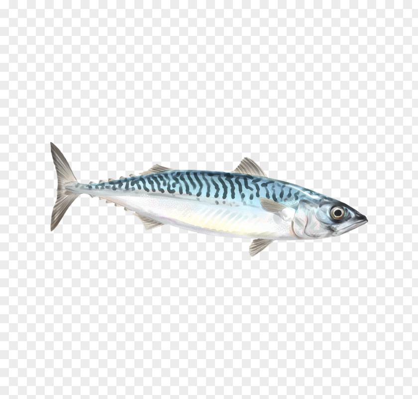 Fish Mackerel Sardine Squid As Food Red Porgy PNG