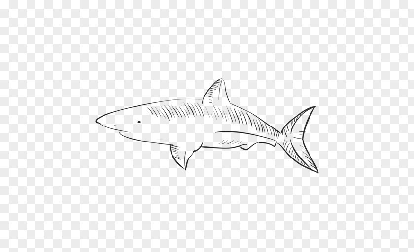 Tiger Shark Squaliform Sharks /m/02csf Line Art PNG