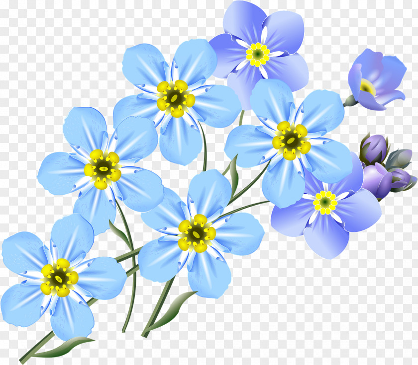 Forget Me Not Drawing Art Clip PNG