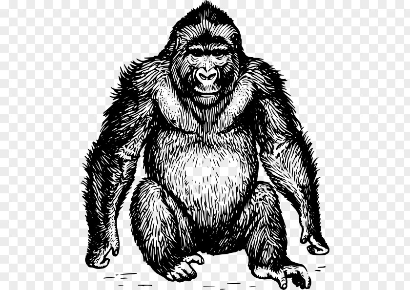 Gorilla Ape Clip Art PNG