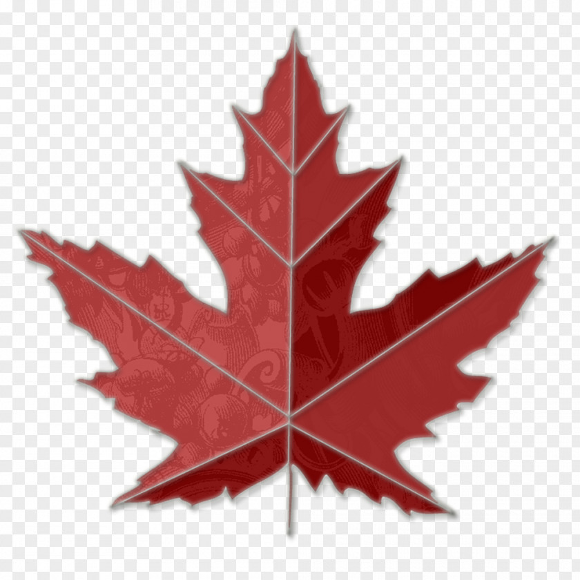 Maple Leaf Image Canada Sugar Toronto Leafs Clip Art PNG