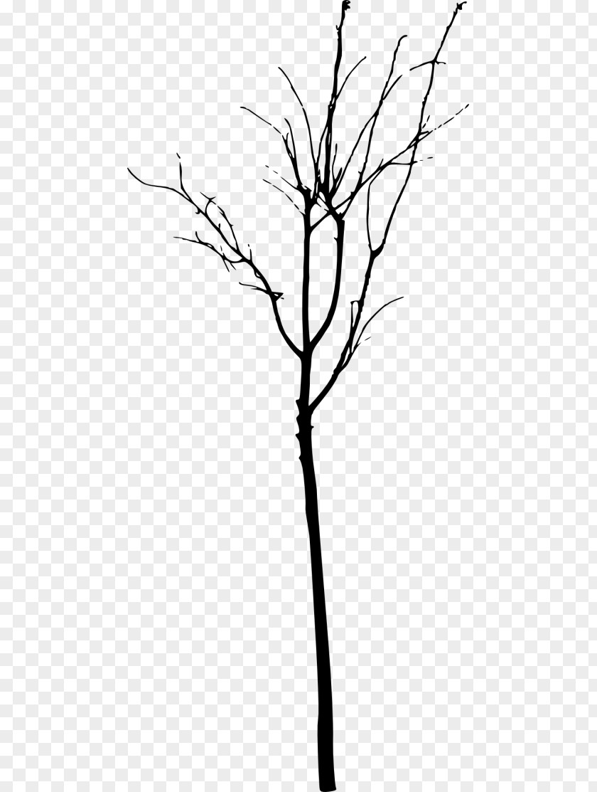 Tree Twig Branch Clip Art PNG