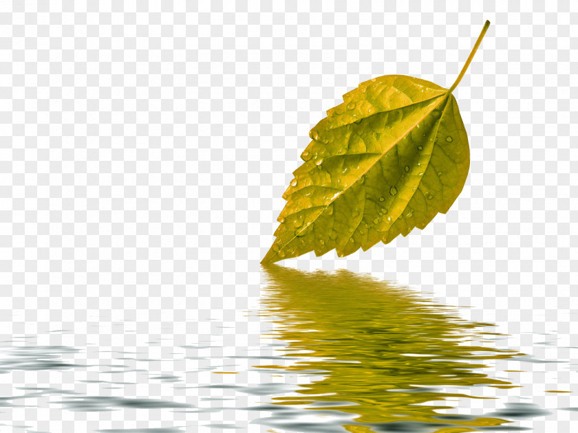 Autumn Leaves Water Paper Leaf Green Wallpaper PNG