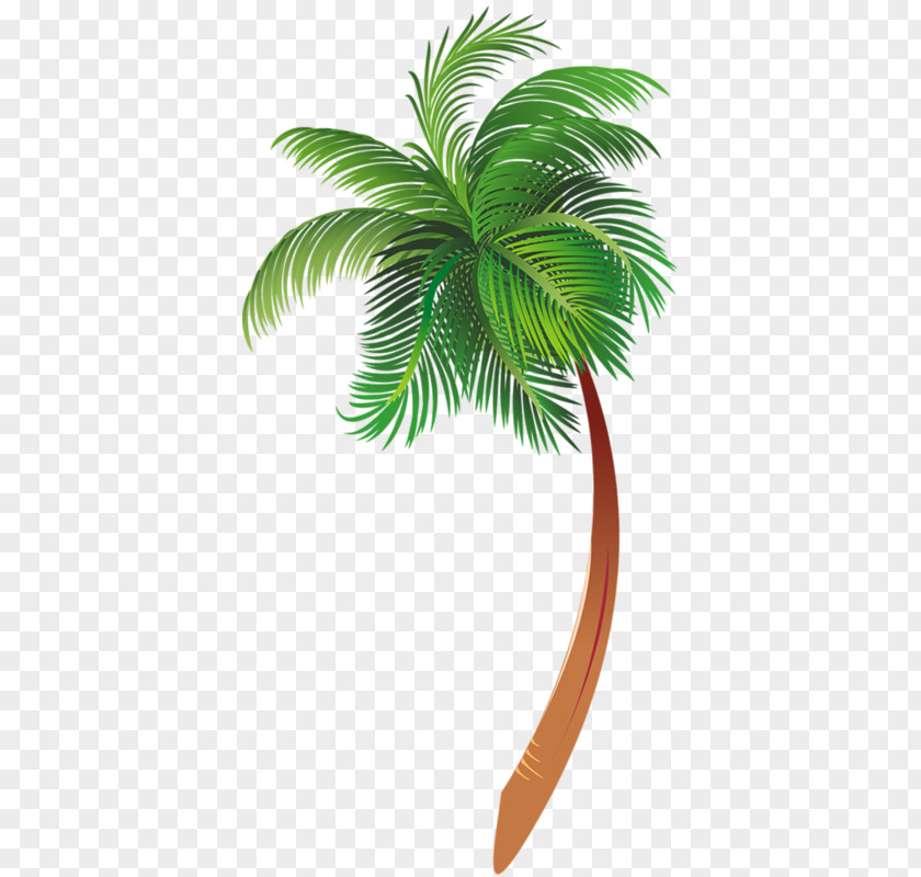 Cartoon Palm Tree Arecaceae Clip Art PNG