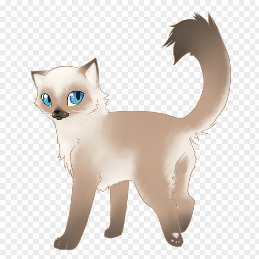 Ector Ragdoll Siamese Cat Sphynx Kitten Maine Coon PNG