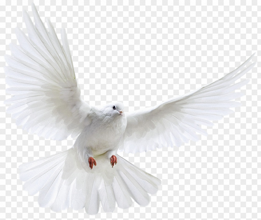 Fly Pigeons PNG pigeons clipart PNG