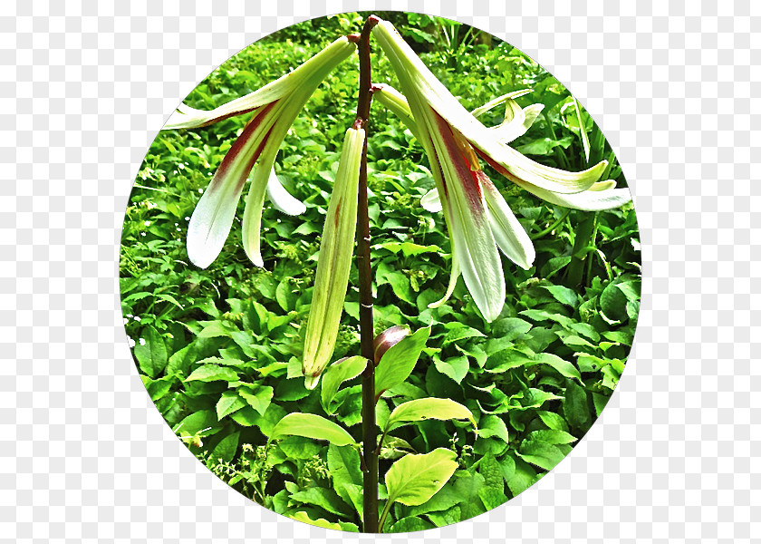Herbalism Flower PNG
