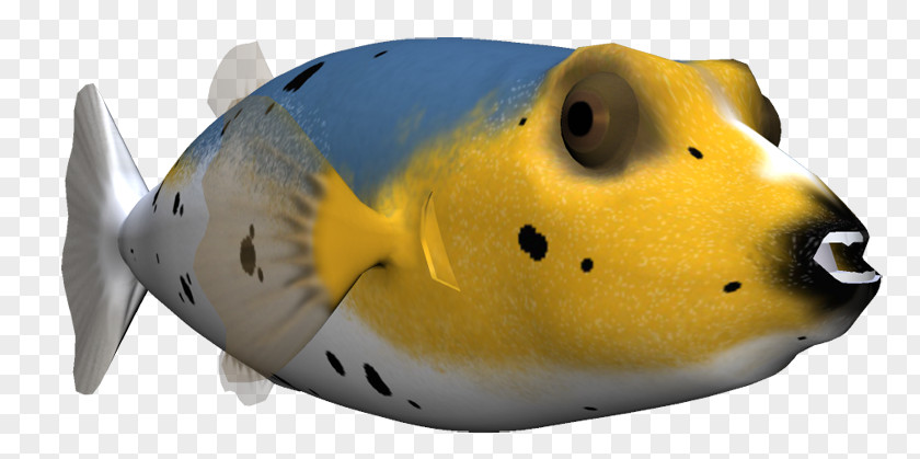 Marine Mammal Snout Fish PNG