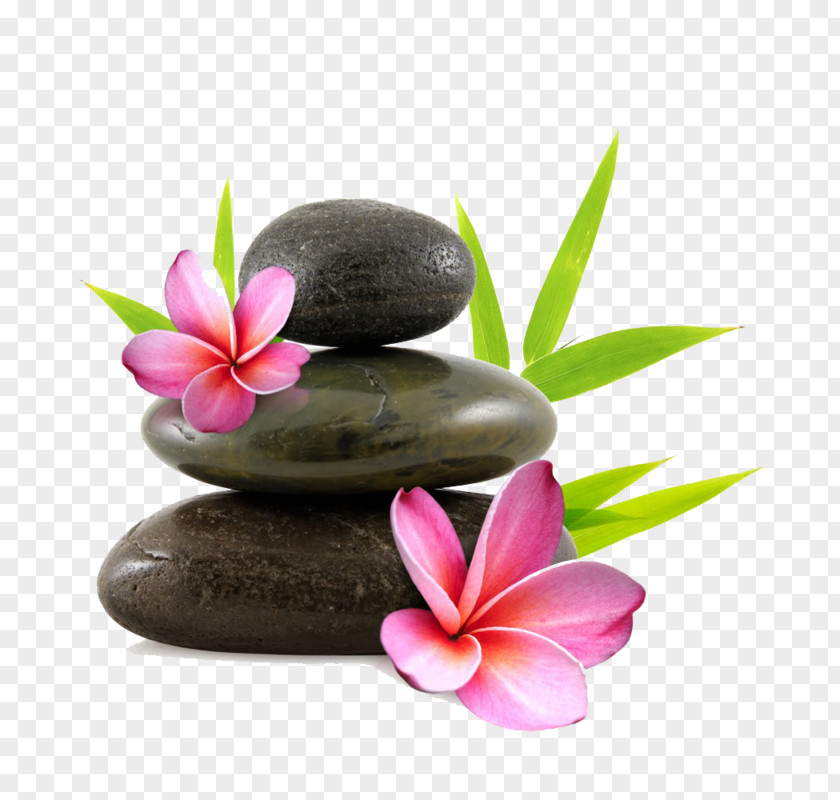 Zen Flower Paper Pebble Nelumbo Nucifera PNG