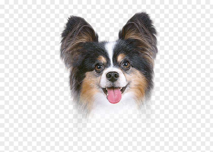 Ear Papillon Dog Canal Breed Face Powder PNG